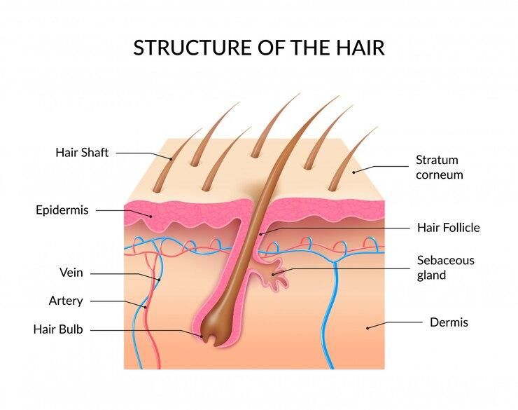 Berkas:Struktur Rambut.jpg