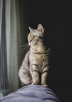 Cat.jpg